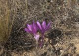 Colchicum laetum