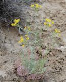 Ferula szowitsiana