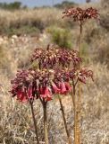 Kalanchoe tubiflora