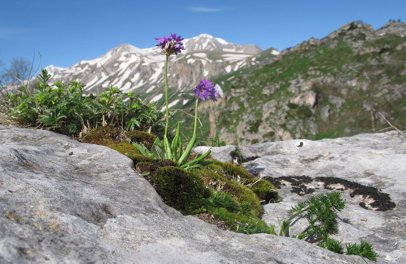 Изображение особи Primula algida.