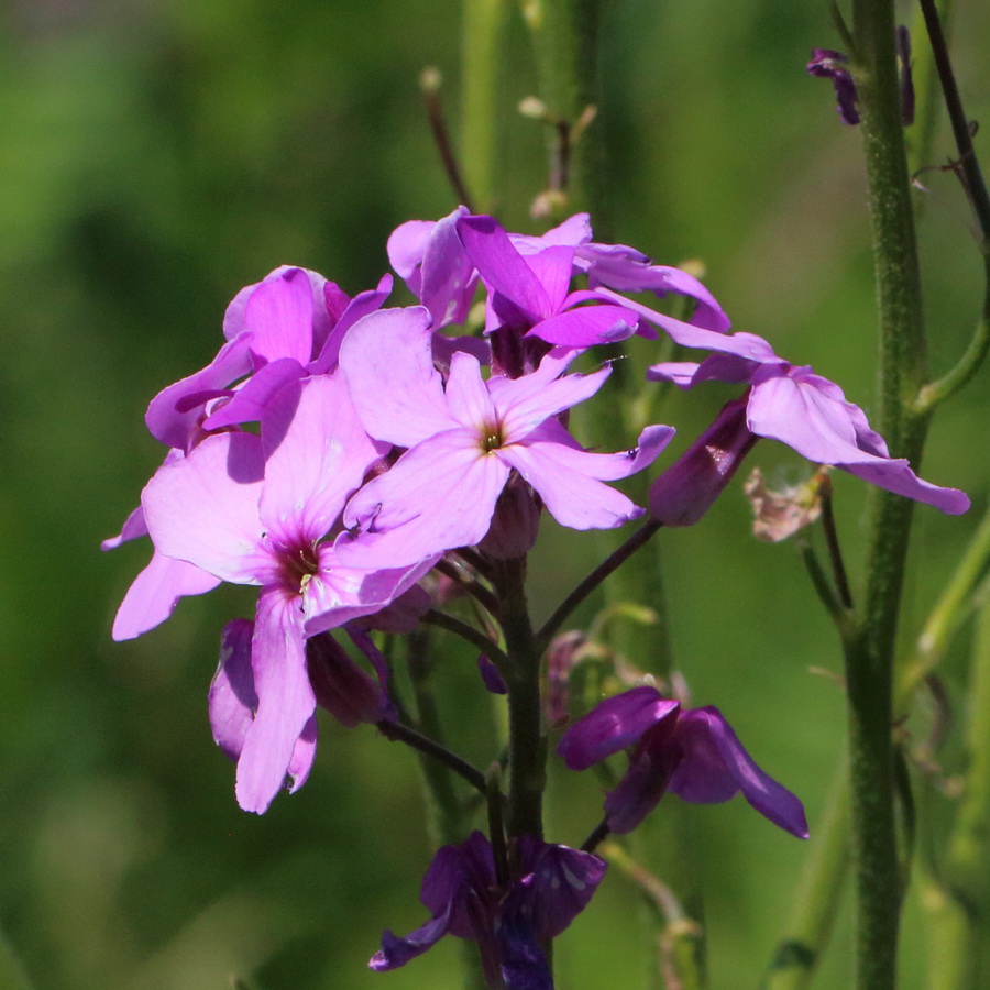 Image of Hesperis matronalis specimen.