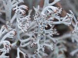 Cladonia rangiferina