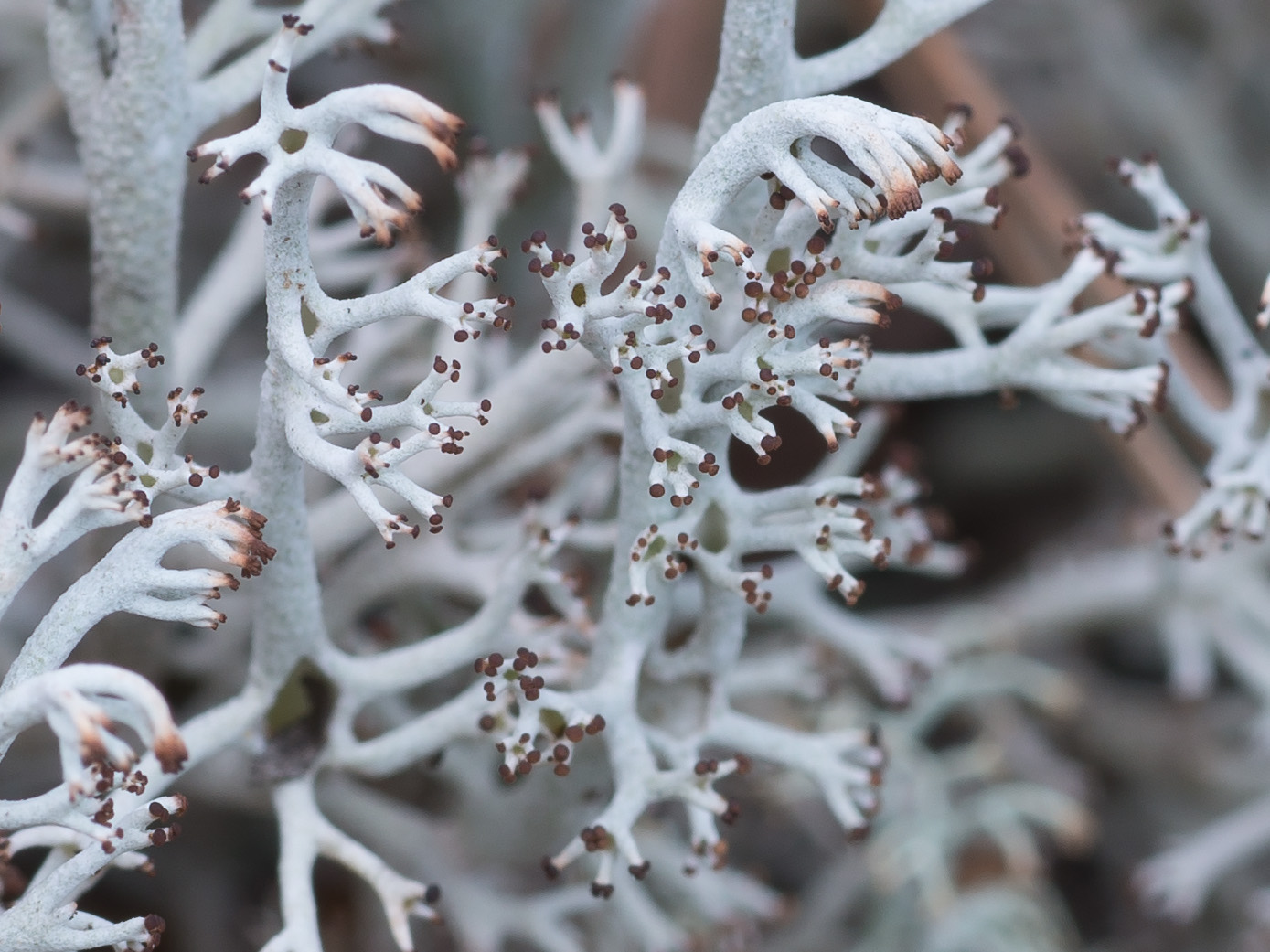 Изображение особи Cladonia rangiferina.