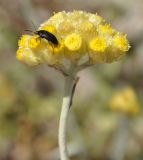 Helichrysum stoechas ssp. barrelieri