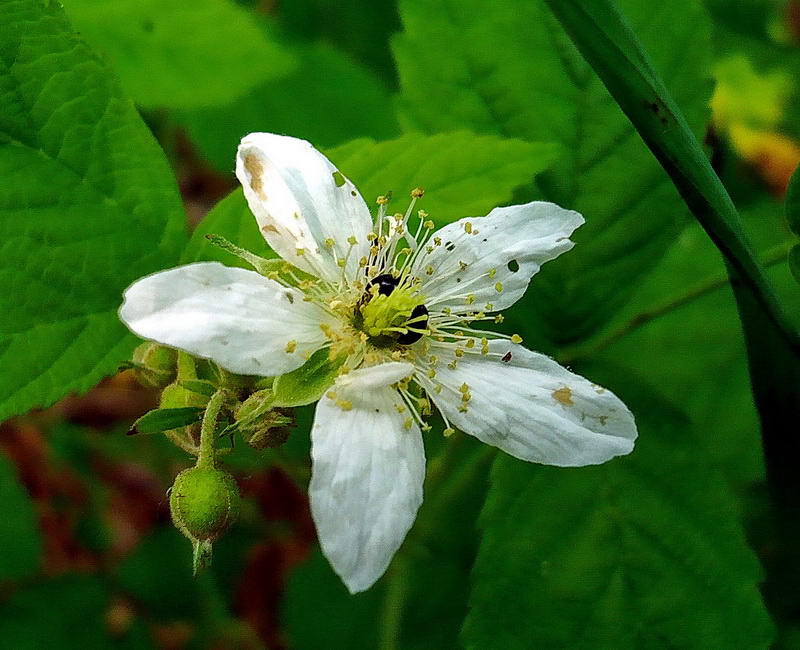 Ежевика обыкновенная (Rubus caesius). Автор фото: Сергей Апполонов