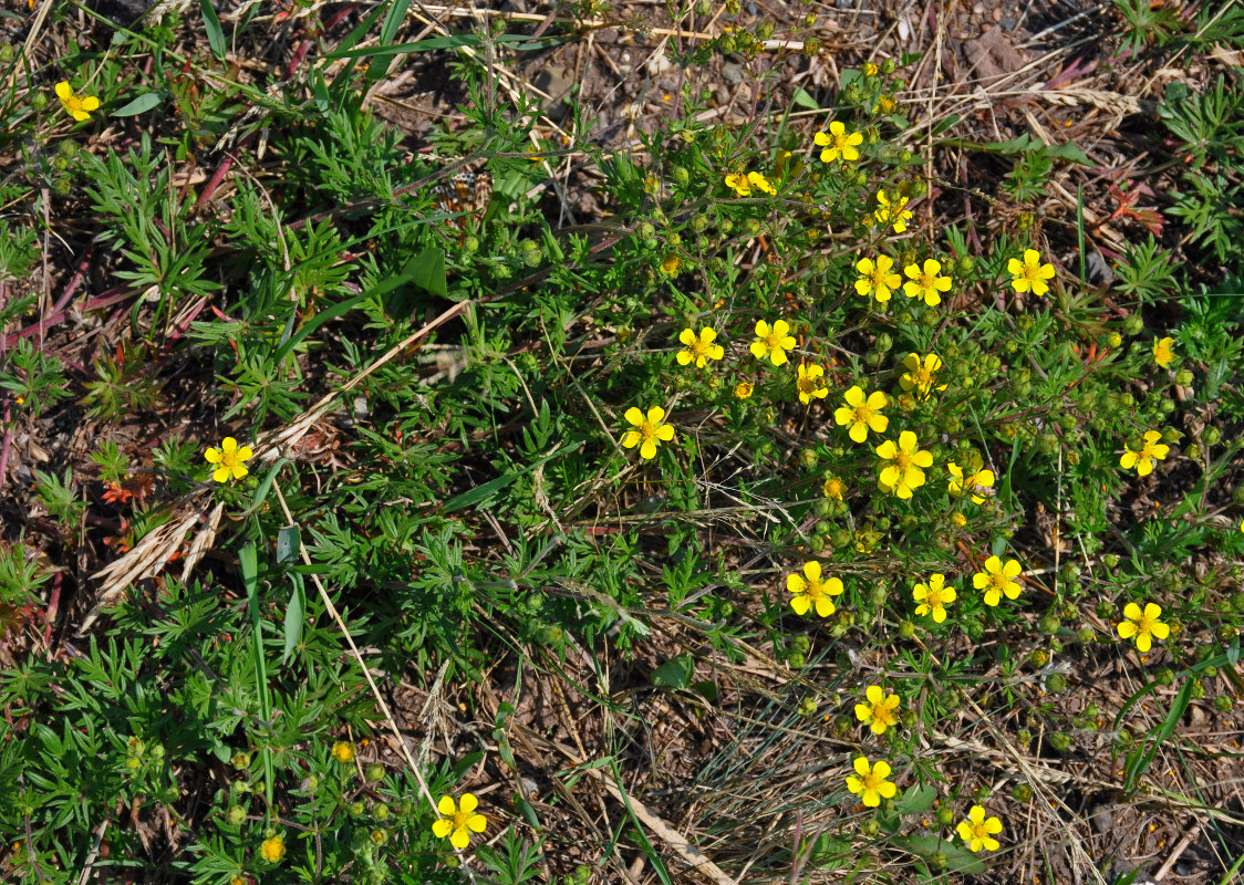 Изображение особи Potentilla tergemina.