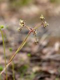 Luzula pilosa