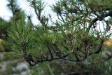 genus Pinus. Часть ветви. Франция, деп. Альп-де-От-Провенс, скальный участок. 02.09.2019.