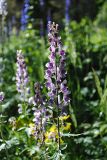 Aconitum leucostomum