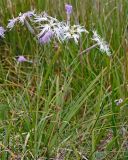 Dianthus superbus