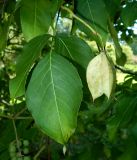 Staphylea trifolia. Плодоносящий побег. Краснодарский край, городской округ Сочи, Сочи-Центр, Сочинский дендрарий, в культуре. Июль 2020 г.