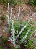 Artemisia stelleriana. Растение с завязавшимися плодами на склоне сопки. Приморский край, Ольгинский р-н, 6 км Ю-В с. Милоградово, бух. Красная Скала. 12.08.2009.