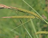 Carex acuta