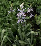 Camassia quamash