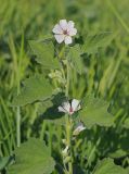 Althaea officinalis