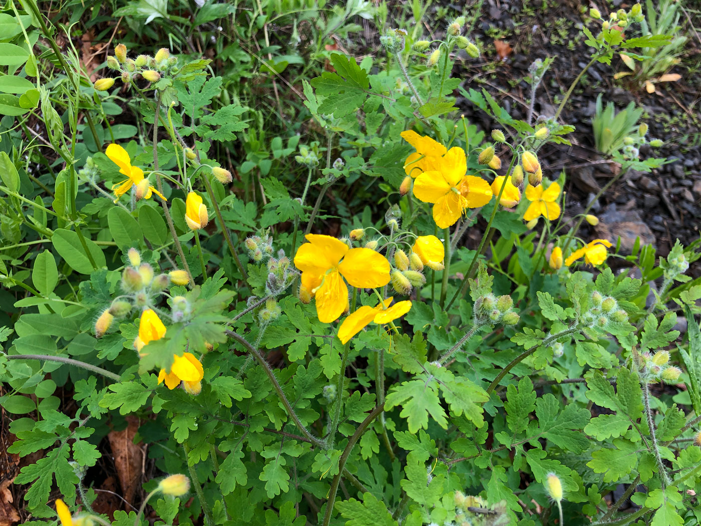 Изображение особи Chelidonium asiaticum.