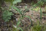 Dianthus superbus