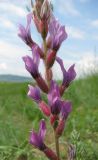 Oxytropis myriophylla. Фрагмент соцветия. Бурятия, р. Джида, окр. д. Михайловка. 15.07.2009.