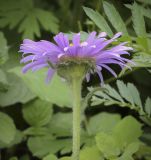 Aster alpinus. Верхушка побега с соцветием-корзинкой. Пермский край, г. Пермь, Кировский р-н, клумба у жилого дома. 02.07.2022.