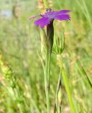 Dianthus deltoides. Верхушка цветущего растения. Карелия, г. Сортавала, парк \"Ваккосалми\", залуженная вершина холма. 15.06.2023.