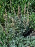 Artemisia stelleriana