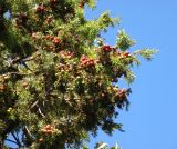 Juniperus deltoides. Ветви с плодами. Южный Берег Крыма, гора Аю-Даг. 12.10.2010.