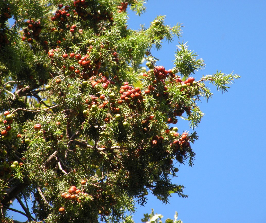 Изображение особи Juniperus deltoides.