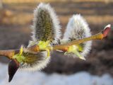 Salix myrsinifolia