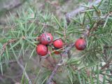 Juniperus deltoides