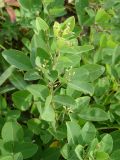 Lespedeza bicolor