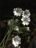 Cerastium alpinum. Верхушки побегов с цветками. Мурманская обл., п-ов Средний, м. Земляной, побережье. 31.07.2009.