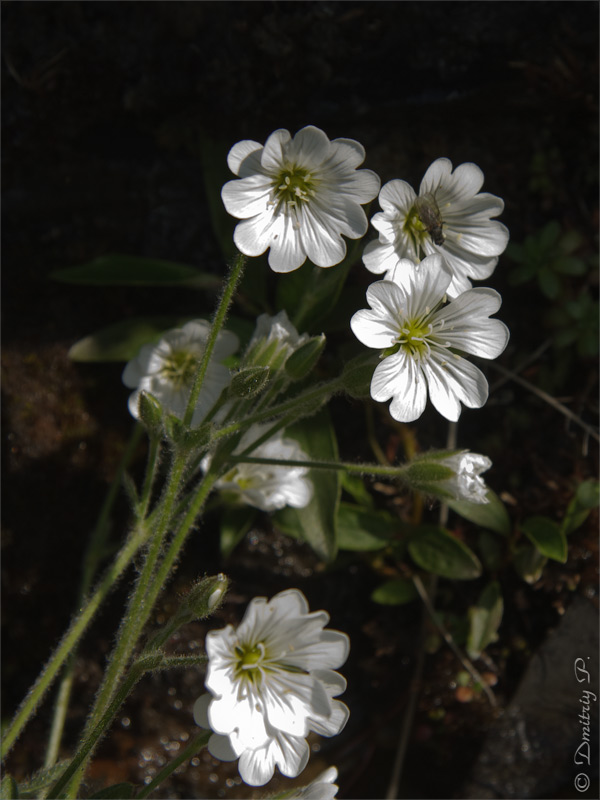 Изображение особи Cerastium alpinum.