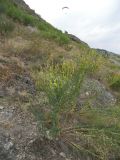 Linaria genistifolia