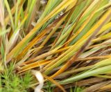 Carex brunnescens