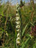 Spiranthes spiralis. Часть соцветия. Нидерланды, провинция Zuid-Holland, остров Goeree-Overflakkee, окрестности населённого пункта Ouddorp, заказник Westduinen, луг на месте многолетнего выпаса. 16 августа 2008 г.