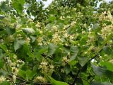 Tilia taquetii