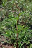 Persicaria &times; lenticularis