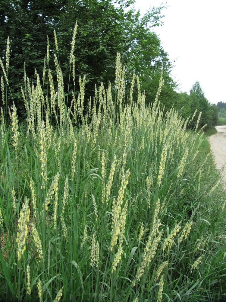 Изображение особи Elytrigia repens.