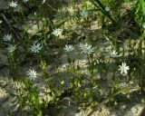 Stellaria crassifolia