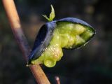 Polygonatum glaberrimum