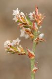 Goniolimon cuspidatum. Часть соплодия. Казахстан, Алматинская обл. возле вдхр. Капчагай. 07.07.2013.