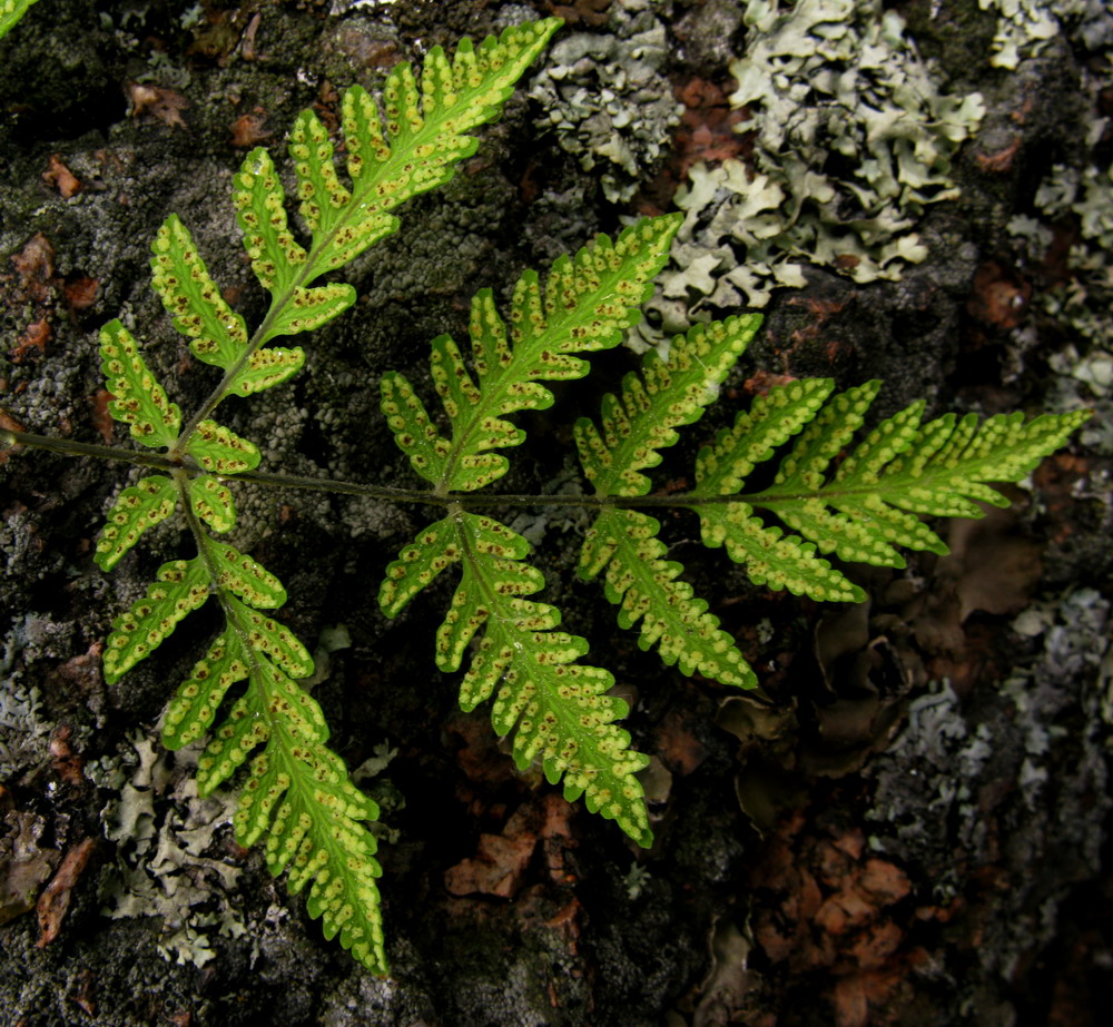 Изображение особи Gymnocarpium continentale.