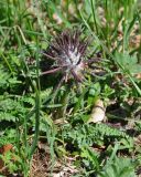 Pedicularis wilhelmsiana