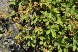 Potentilla brachypetala