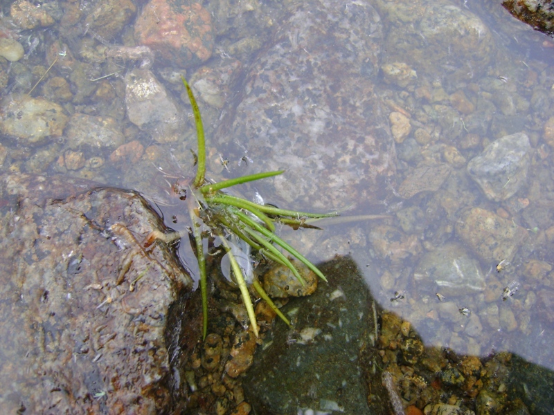 Image of Isoetes lacustris specimen.