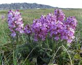 Pedicularis albolabiata. Цветущее растение. Приполярный Урал, хр. Малдынырд, верховое болото. 17.06.2012.