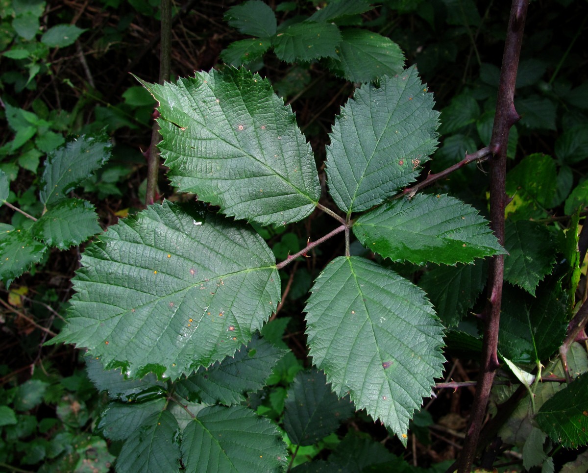 Изображение особи Rubus candicans.