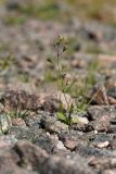 Capsella bursa-pastoris