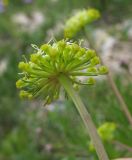 Chamaesciadium acaule. Верхушка побега с соцветием. Адыгея, Кавказский биосферный заповедник, склон горы Абадзеш, ≈ 2300 м н.у.м., альпийский луг. 27.06.2015.