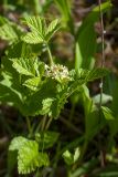 Rubus saxatilis. Цветки и листья. Ленинградская обл., Волосовский р-н, луг на известняке. 07.06.2015.